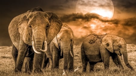 African Elephants - Animal, tusk, African, Elephants