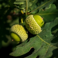 Acorns