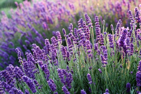 Lavender - flowers, lavender, nature, purple, spring