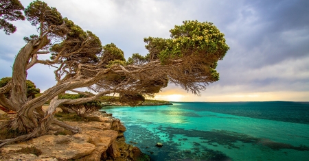 ocean coastline australia - trees, coast, ocean, australia