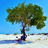 Green Amongst the Dunes, White Sands NP