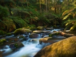 Toorongo Falls, Victoria, Australia