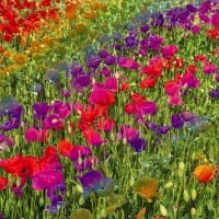 Rainbow poppy field