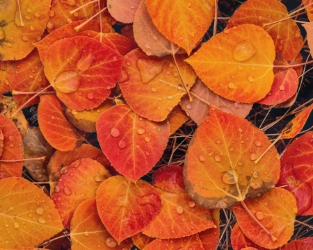 Fall leaves - autumn, colorful, fall, leaves, nature, orange, season