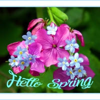 HELLO SPRING