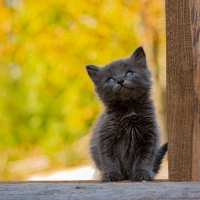 Black-Kitty