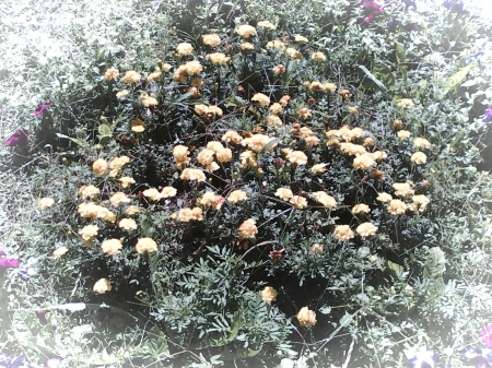 Yellow flowers - summer, pretty, yellow, flowers, nice