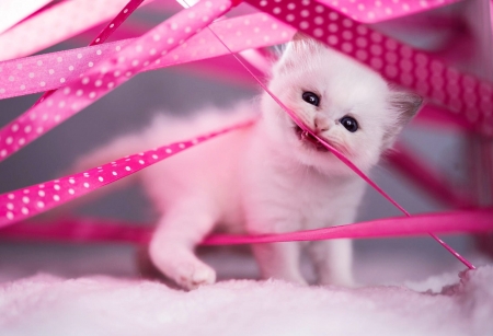 Ferocious Little Kitty