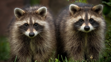 Raccoons