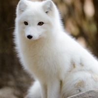 Arctic Fox