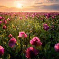 Purple poppy field