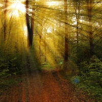 Rays through trees