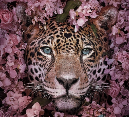 Jaguar - pisici, face, jaguar, flower, pink, diane ozdamar, cat