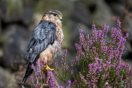 Falcon - bird, animal, fly, Falcon