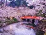 Cherry blossom in the park