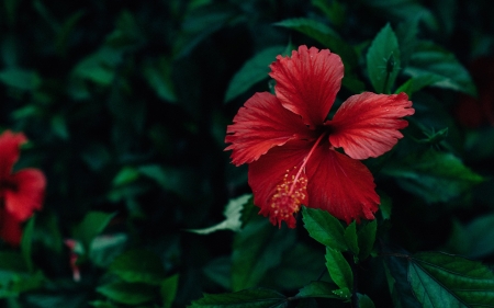 Hibiscus - plant, hibiscus, flower, red