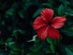 Hibiscus