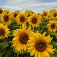 Sunflowers