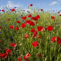 Poppy Meadow