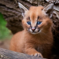 Baby Lynx