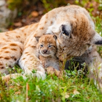 Lynx and her Baby