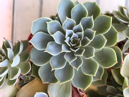 Succulent plant - succulent, nature, plant, green