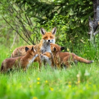 Fox Family