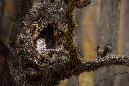 Owl Squirrel - Tree, Squirrel, Owl, Branch