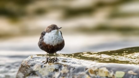 Bird - Bird, animal, fly, wings