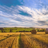 Field in Germany