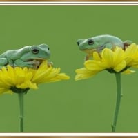 FRAMED FROGS