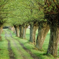 Nature Lane