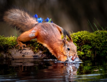 Squirrel - animal, squirrel, tail, water