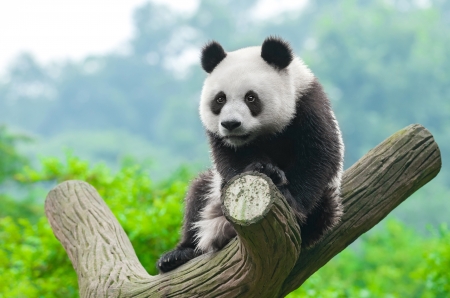 Panda - bear, black, white, animal, Panda