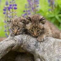 Baby Lynx