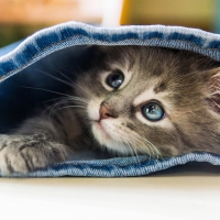 Peek a Boo Kitty