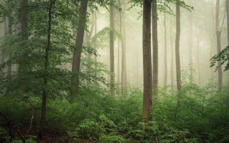 Misty Forest - trees, forest, Germany, mist