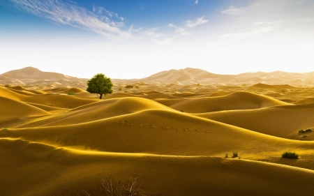 Desert - desert, sand, dunes, tree