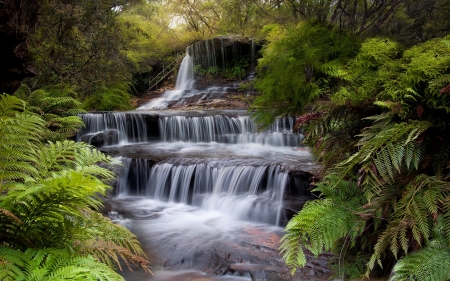 Stairway to Heaven - Australia, nature, waterfall, fern