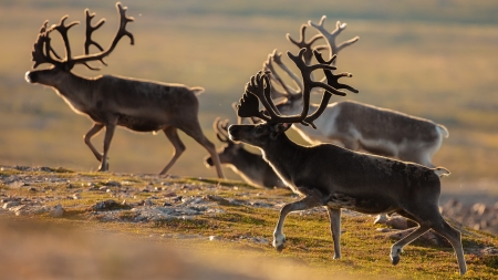 Deer - animal, nature, Deer, horn