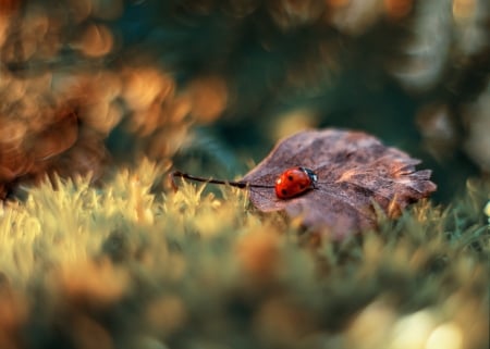 Ladybug - insect, Ladybug, animal, fly