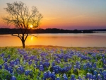 Spring  sunset over a lake