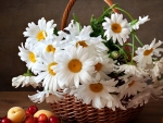 Basket of Daisies