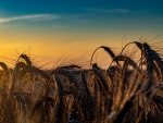 Wheat Harvest