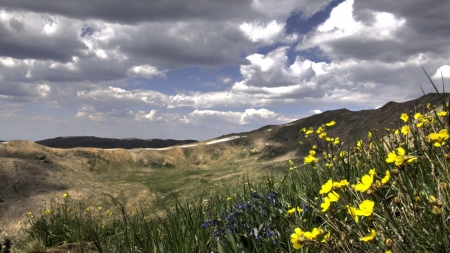 Yellow Flowers, Colorado - Flowers & Nature Background Wallpapers on