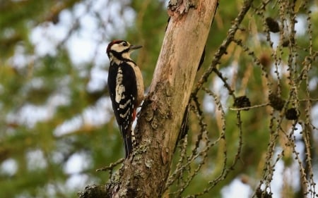 Woodpecker - bird, Latvia, woodpecker, tree