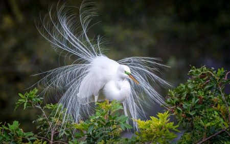 Egret - white, egret, America, bird