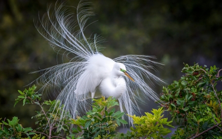 Egret - bird, egret, white, America