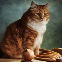 Cat in Kitchen