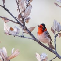 Red-faced Warbler